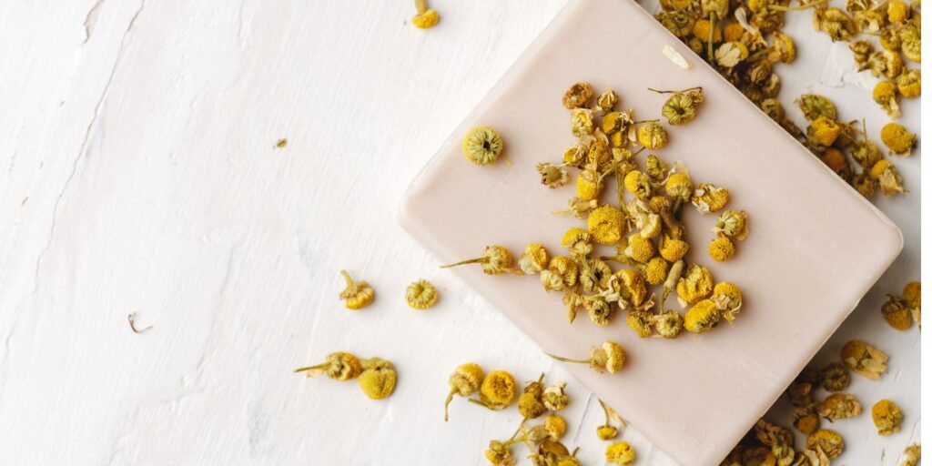 fotografia de flores de camomila