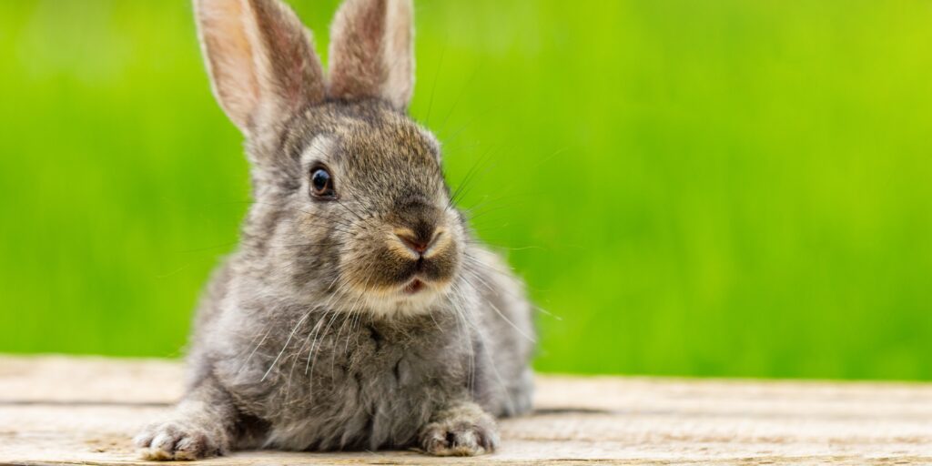 fotografia de coelho cinza
